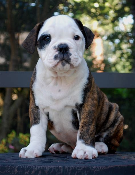 hermes mini dog|hermes olde english bulldogge.